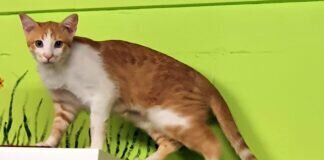 Vilma und Mushu! Zuhause gefunden!