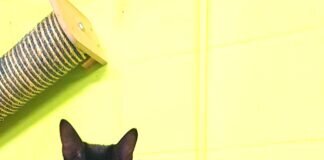 Schwarze Schönheit Saga! Zuhause gefunden!