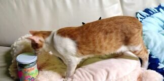 Eine tierische Überraschung!