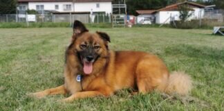 Eine treue Seele – CASSY – VERMITTELT