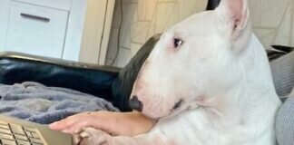 Aus dem neuen Zuhause – BUBI