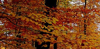 Die Herbstbotschaft der Blätter: