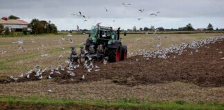 Wenn ein Bauer sein Feld pflügt, entsteht ein `reich gedeckter Tisch` für Möwen.