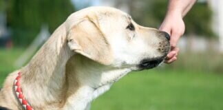 LOKI sucht nach einer Aufgabe