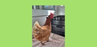 Huhn GERDA sucht Artgenossen – VERMITTELT –