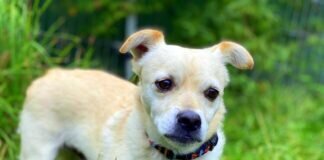 Kleiner Tausendsassa!