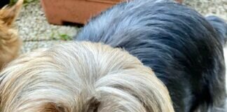 Hundeömchen Christiana! Zuhause gefunden!