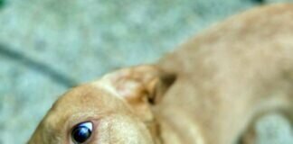 Der kleine Entdecker! Zuhause gefunden!