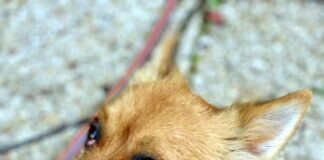 Clika möchte Ihr Herz und Heim erobern! Zuhause gefunden!