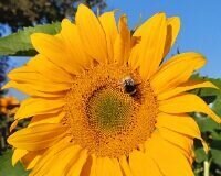 Ein Sonnenblumenmeer vertreibt triste Tage wie schön...