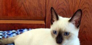 Drei paar blaue Augen! Zuhause gefunden!