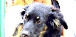 Ein nettes Hundekind! Zuhause gefunden!