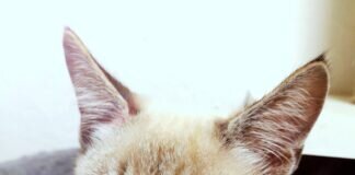 Zwei Katzen- doppeltes Glück! Zuhause gefunden!