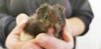 Der kleine Hamster OREO – VERMITTELT –