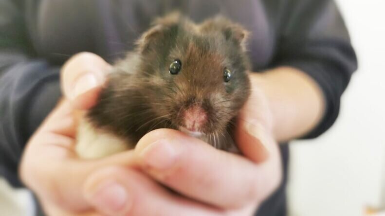 Oreo-Hamster-Eraser_InPixio 2