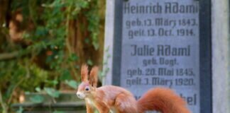 Herbstlicher Alter Friedhof in Gießen
