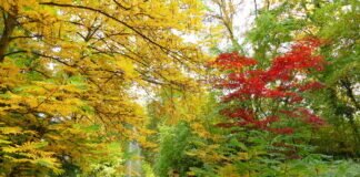 Der Skulpturenpark in Bad Salzhausen