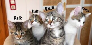 Entzückende Kätzchen wollen jetzt umziehen