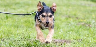 ROCKY wartet schon seit Monaten