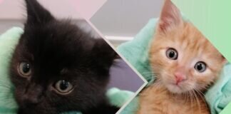 Michelangelo und Da Vinci – VERMITTELT –