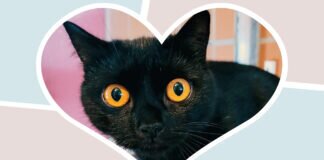 MISSY mit den großen Augen – VERMITTELT