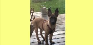 WILSON sucht nach Aufgaben – VERMITTELT –