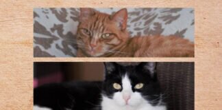 Freundlich und verschmust – FIONA & OREO – VERMITTELT –