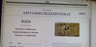 Die große, sanfte Schönheit! Zuhause gefunden!