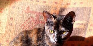 Not”fellchen” Roni und Rubi! Zuhause gefunden!