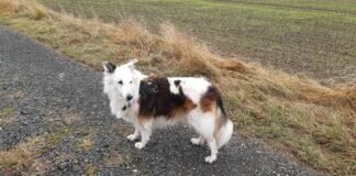 Wunderschöne Mischlingshündin ADA