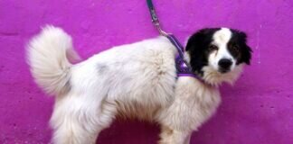 Geschwisterpärchen ! Der Rüde ist vermittelt!