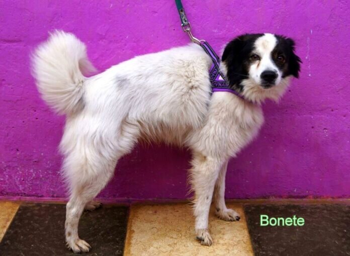 Bonete (1)-2