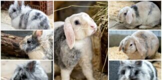 Die Kaninchendamen ARIADNE, AURA, DAPHNE, DELIA, FEDRA, KALLISTO und PENELOPE – VERMITTELT –