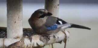 Ein Eichelhäher besuchte unser Futterhaus und ließ sichs `schmecken`.