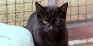 THUNDER hat viel überstanden