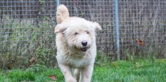 Ein absoluter Schatz – FINCHEN – VERMITTELT –