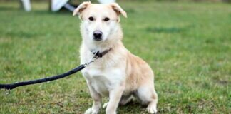 Tiefgelegter Wirbelwind – LOTTA – VERMITTELT –