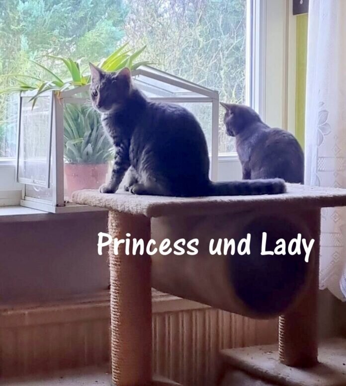 Princess und Lady IMG-20211108-WA0005
