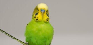 Kleiner Sänger SCOTTY – VERMITTELT –