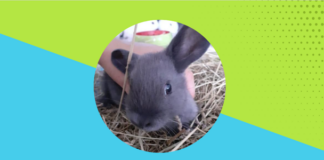 Kaninchen LOOP – VERMITTELT –