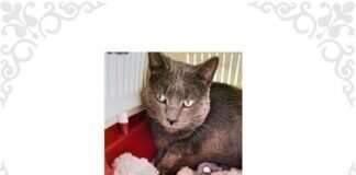 Katzenprofis gesucht für SAM – VERMITTELT –