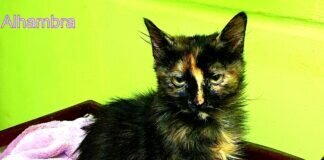 Puscheliges Schmusekätzchen! Zuhause gefunden!