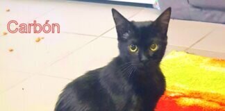 Carbón- der Katzenteeny mit spanischen Temperament! Zuhause gefunden!