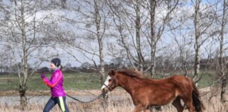 „Horserunning“ erstmalig beim Silvesterlauf
