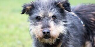 Ruhige, ältere Hundedame – DAGGI – VERMITTELT –