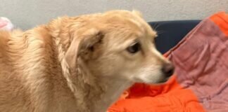 Mit dem Haus verkauft – GISA – VERMITTELT –