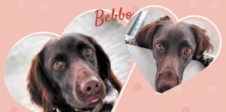 Bebbo – VERMITTELT –