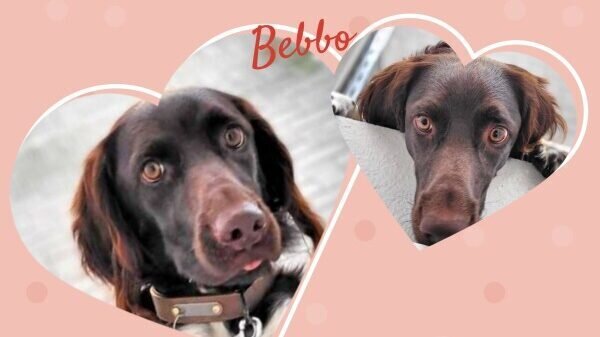 HS1boenAx_0RVTvmZW05d_eZTc0Wx4Xw