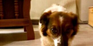 Geschwisterpärchen Bonete und Bonnie!