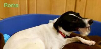 Terriermädchen Roma! Zuhause gefunden!